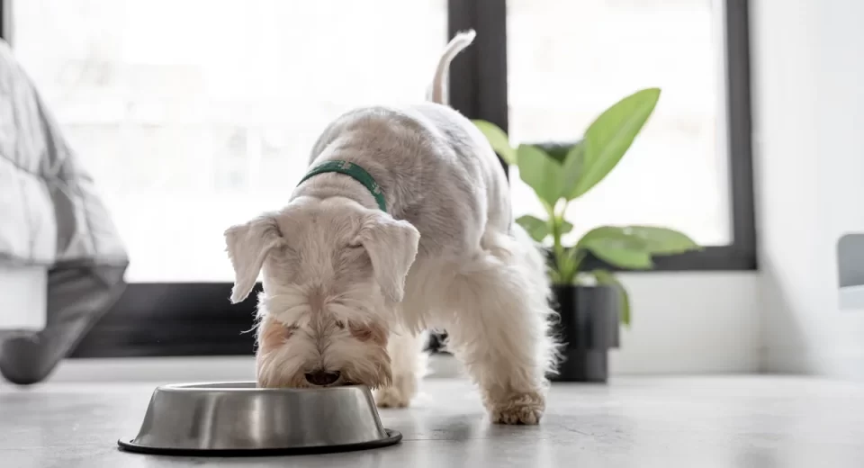 Mercado pet brasileiro é o 3º maior do mundo