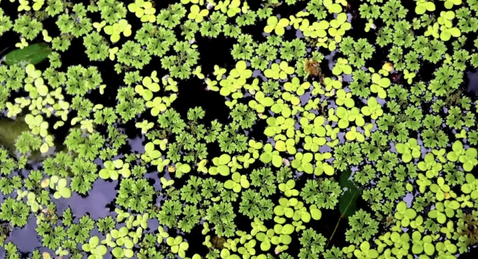 Conheça a azolla, uma planta versátil que tem potencial alimentício