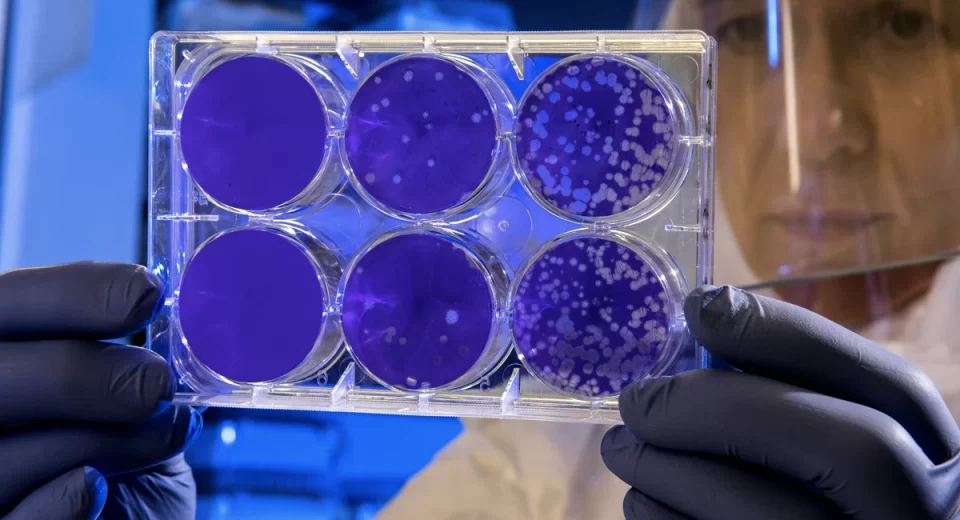 Estudos mostram soluções naturais para conservação de alimentos