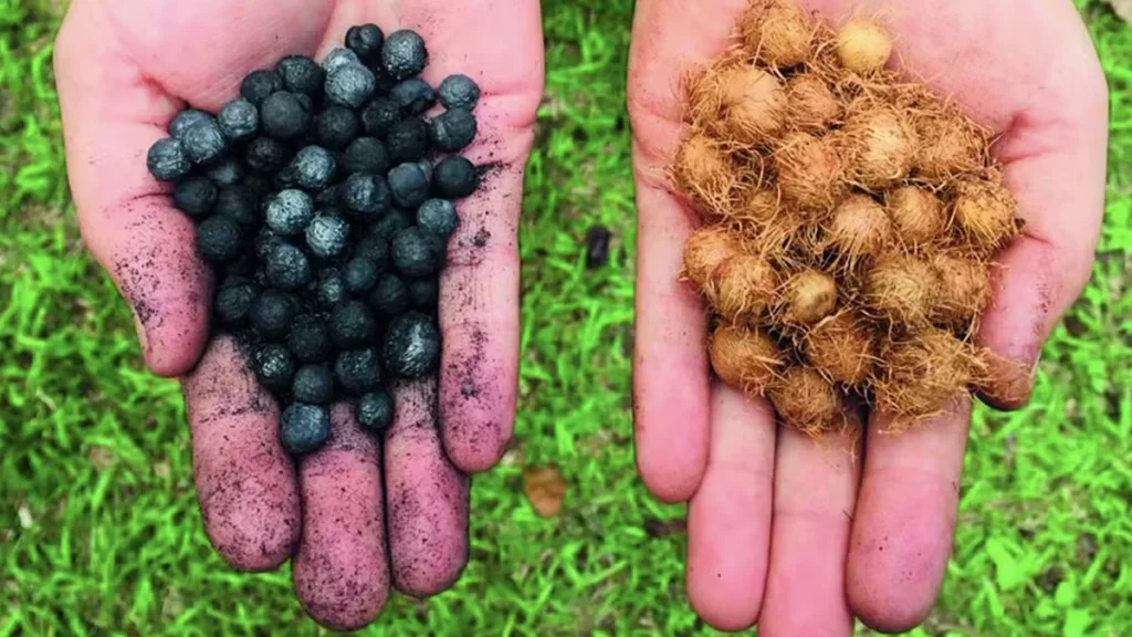 'Carvão orgânico' do açaí sequestra carbono e fixa nutrientes no solo