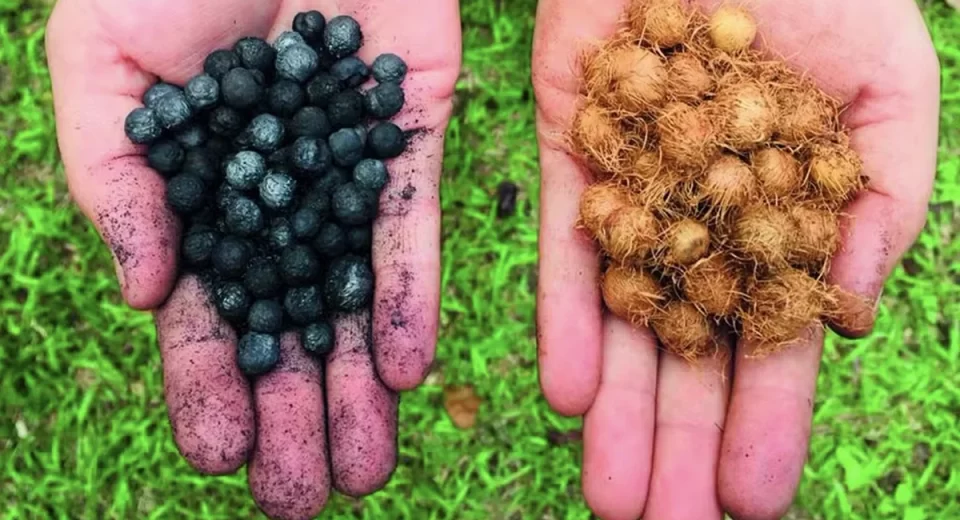 'Carvão orgânico' do açaí sequestra carbono e fixa nutrientes no solo