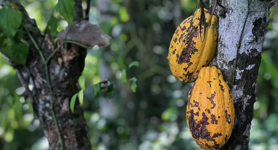 Chocolate mais nutritivo é desenvolvido com casca do cacau