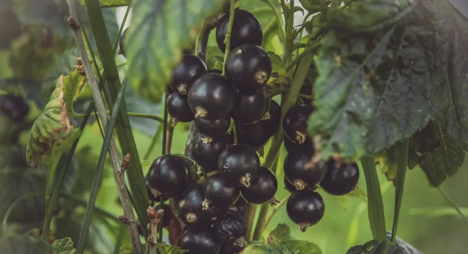 Extrativistas do Amapá exportam açaí em pó para os EUA