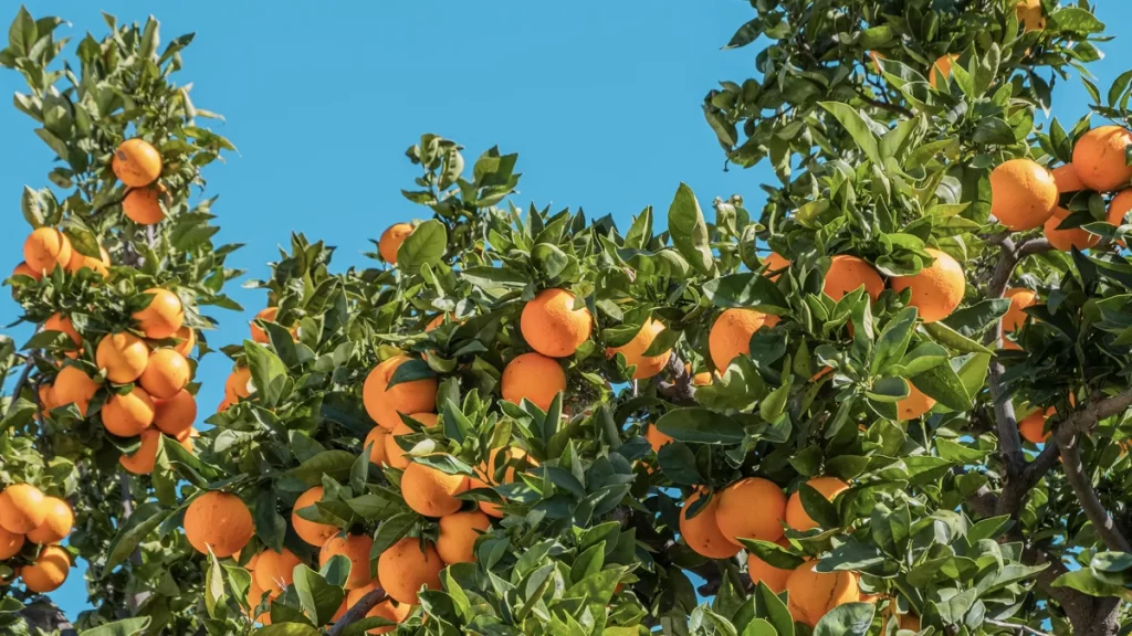 Indústria de suco de laranja investe em inovações sustentáveis