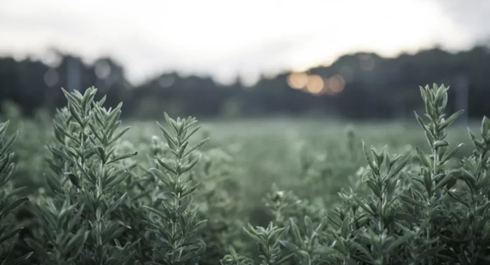 Ingredion lança solução inovadora com Stevia altamente solúvel