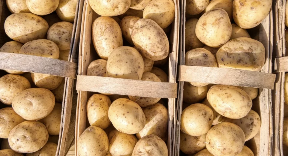 Tecnologia 3D criada por brasileiros imprime purê de batatas