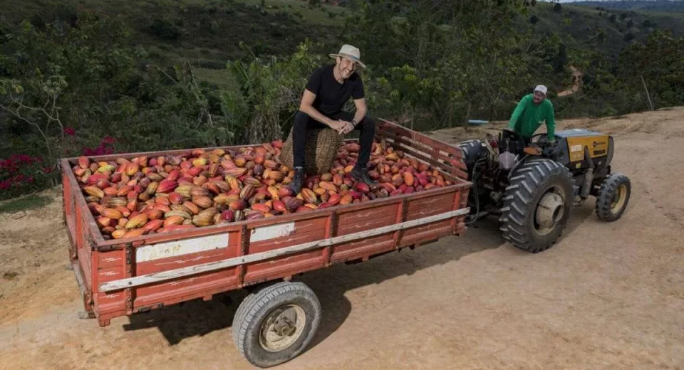 Cacau Show investe R$ 1 bi para ser autossuficiente em cacau