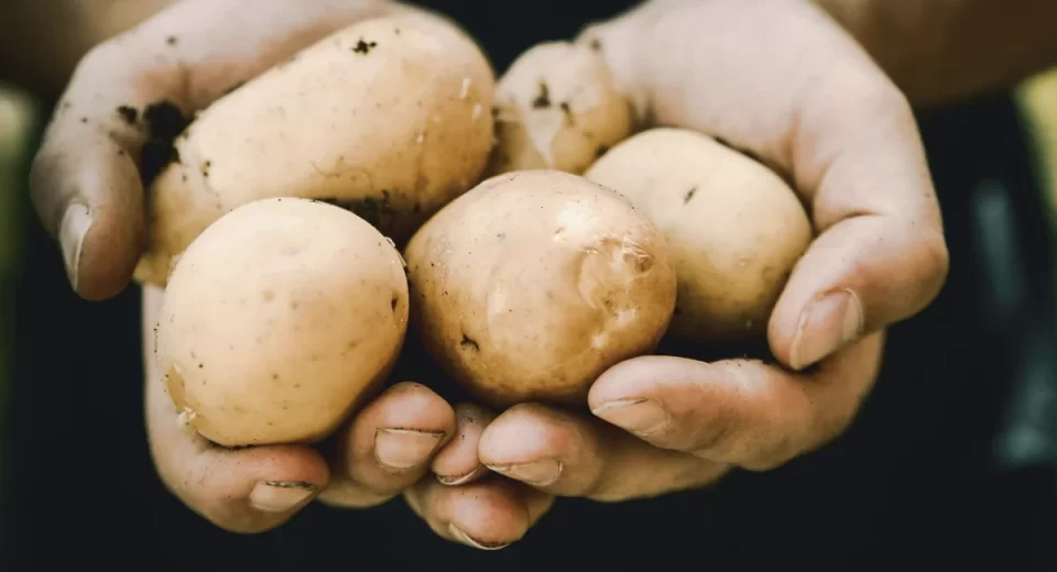 Natural One aposta na yacon para reformular seus produtos