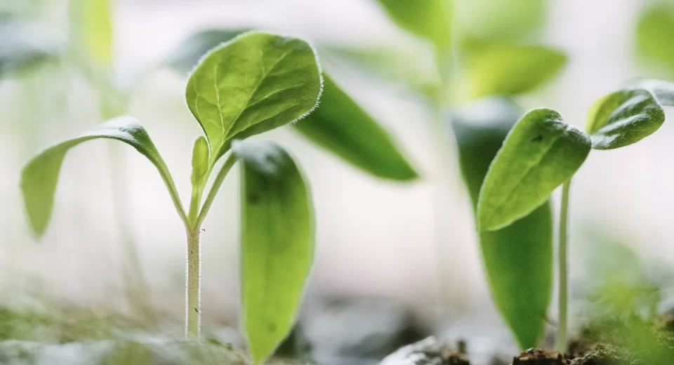 Como adotar práticas sustentáveis na indústria de alimentos?