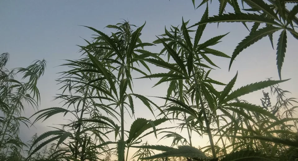 Cânhamo pode ser potência proteica e nutricional para suplementos alimentares