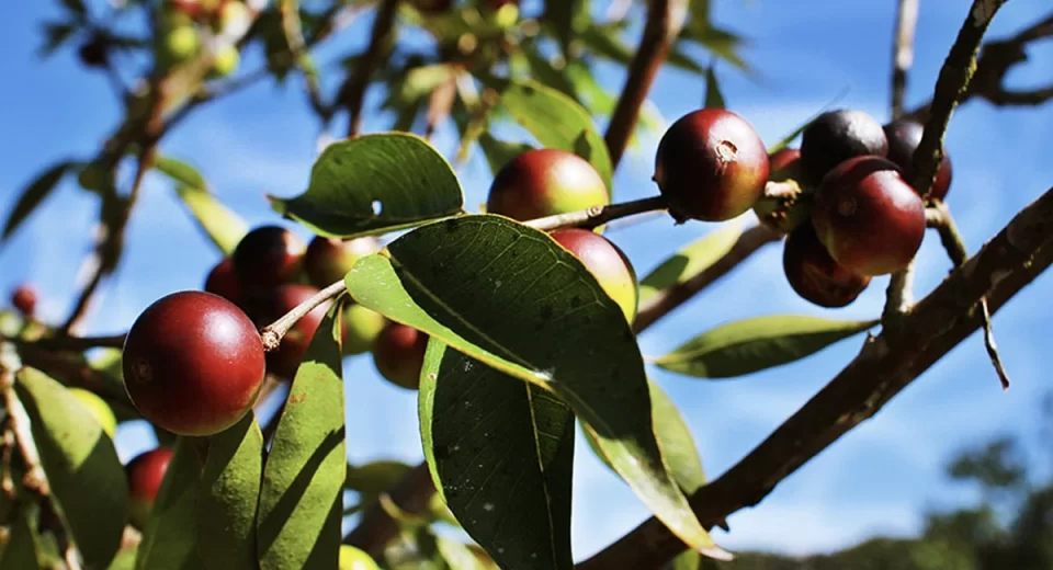 Cientistas enriquecem farinha de mandioca com fruto amazônico