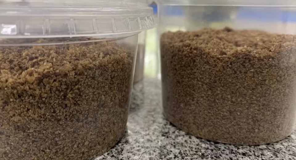 Conheça o chocolate de larvas produzido no Amapá