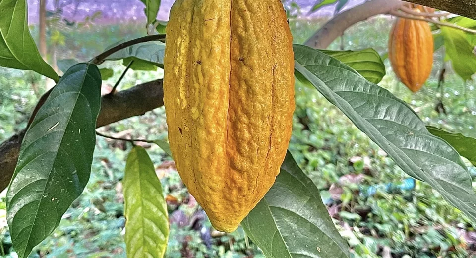 Soluções sustentáveis de sabor enfrentam crise do cacau