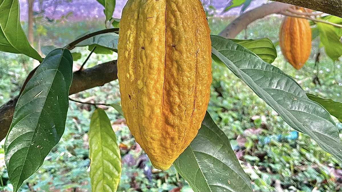 Soluções sustentáveis de sabor enfrentam crise do cacau