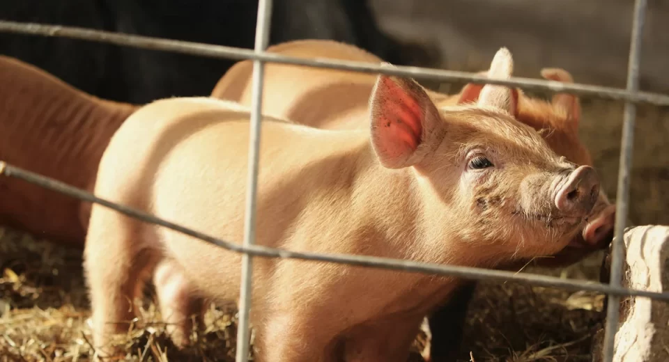 Startup brasileira cultiva gordura suína em laboratório