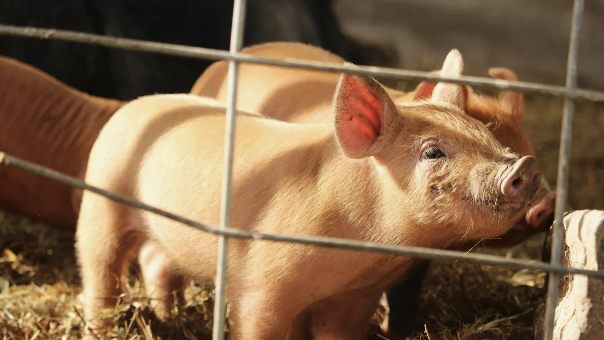 Startup brasileira cultiva gordura suína em laboratório