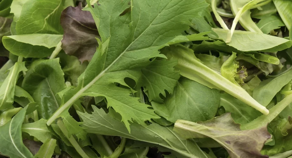 Agroecologia: nova diretriz do mercado de ingredientes