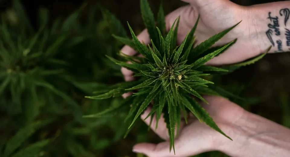 Conheça o potencial nutricional do cânhamo e seus benefícios à saúde