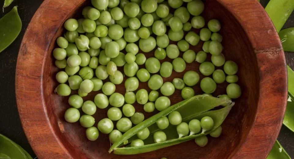 FiSA 2024 promove debate sobre proteínas alternativas