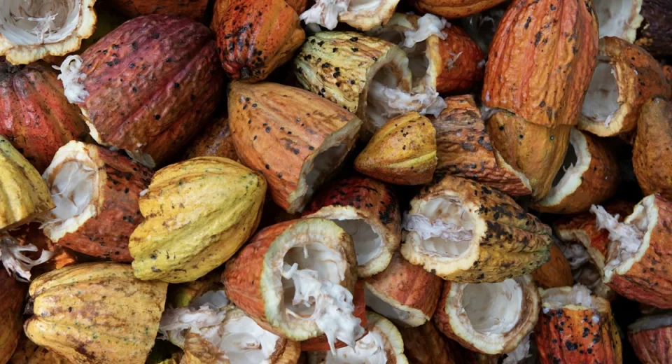 Mel de cacau tem potencial para uso na indústria alimentícia