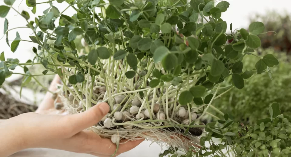 Pesquisadores estão utilizando a nanotecnologia para desenvolver conservantes naturais a partir de óleos essenciais de plantas aromáticas
