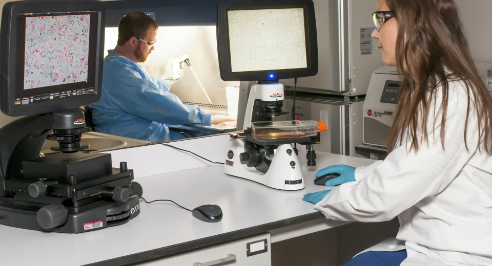 Universidade explora células-tronco para cultivo de carne