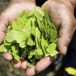 Leatt lança 1ª bebida vegetal de pistache da América do Sul