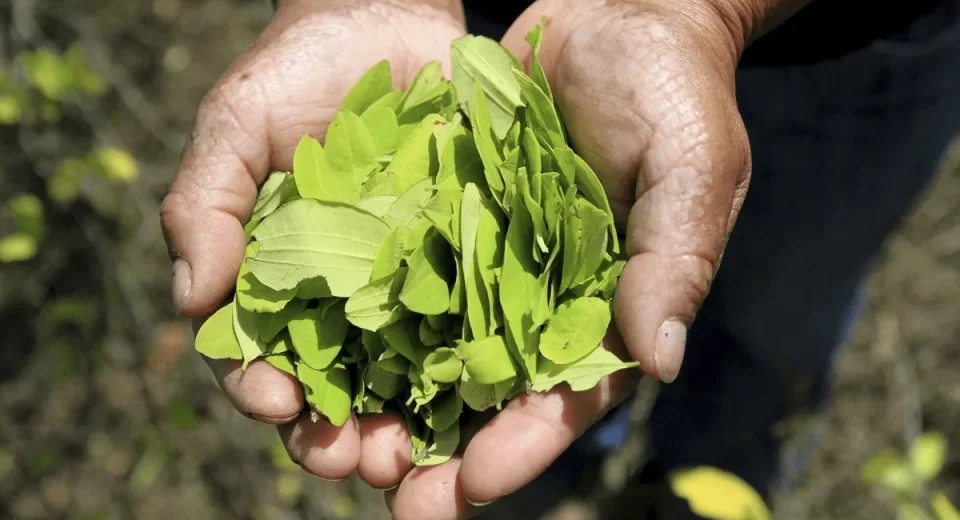 Upcycling de folhas de coca pode reduz açúcar nos alimentos