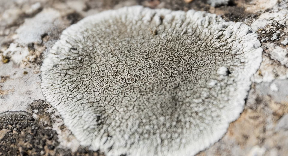 Startups inovam com micélio e economia circular sustentável