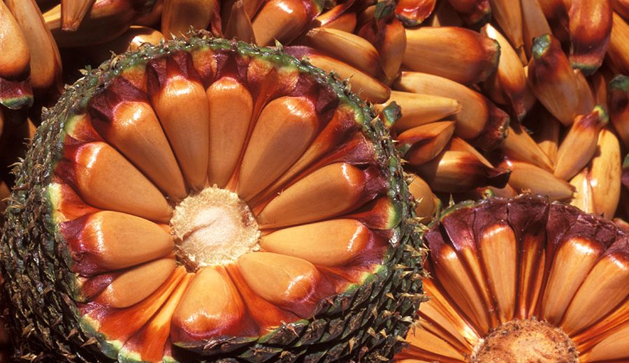 Pinhão pode ser fonte promissora de prebióticos naturais