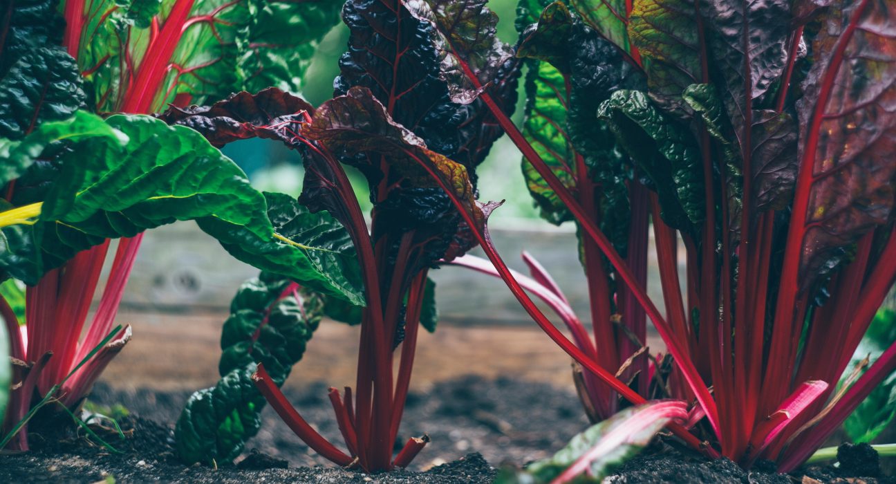 91% dos brasileiros veem alimentação sustentável de forma positiva