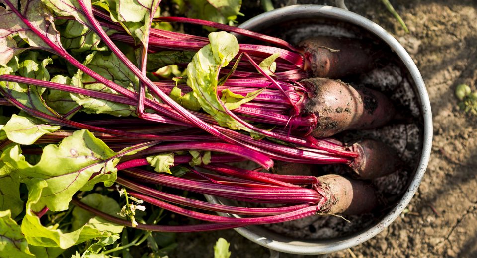 Beterraba em pó é destaque em inovação e benefícios à saúde