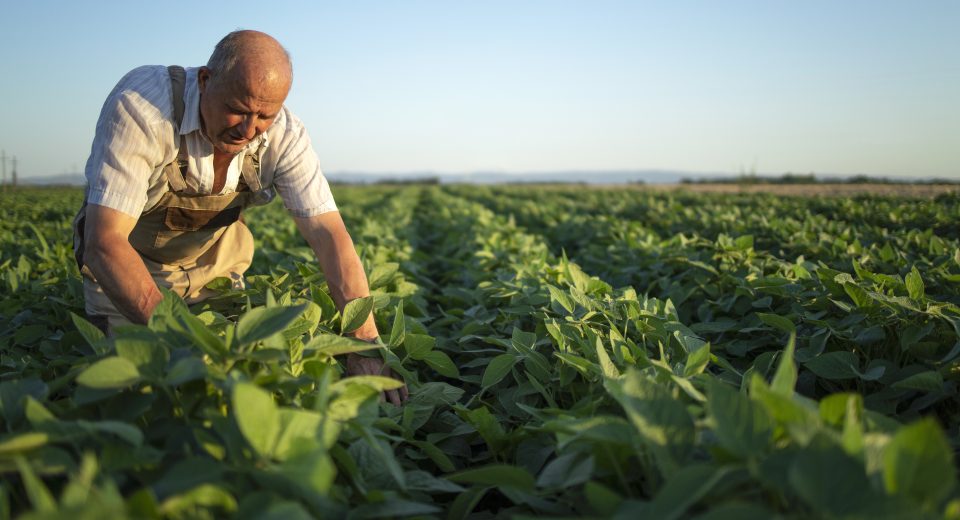 A busca por ingredientes de baixo carbono tem conquistado relevância na indústria alimentícia