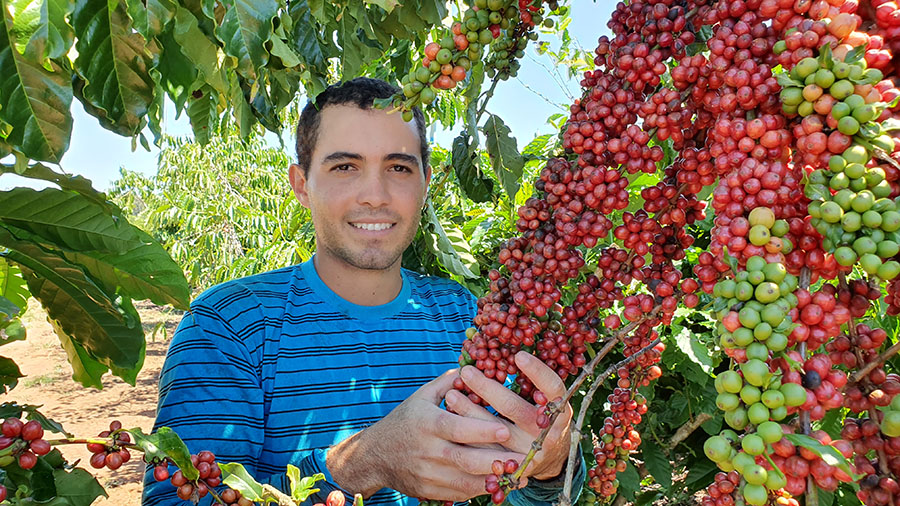 Amazônia fortalece produção de cafés robusta clonais