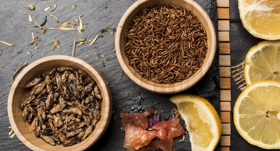 Insetos na alimentação avançam com regulamentação na UE