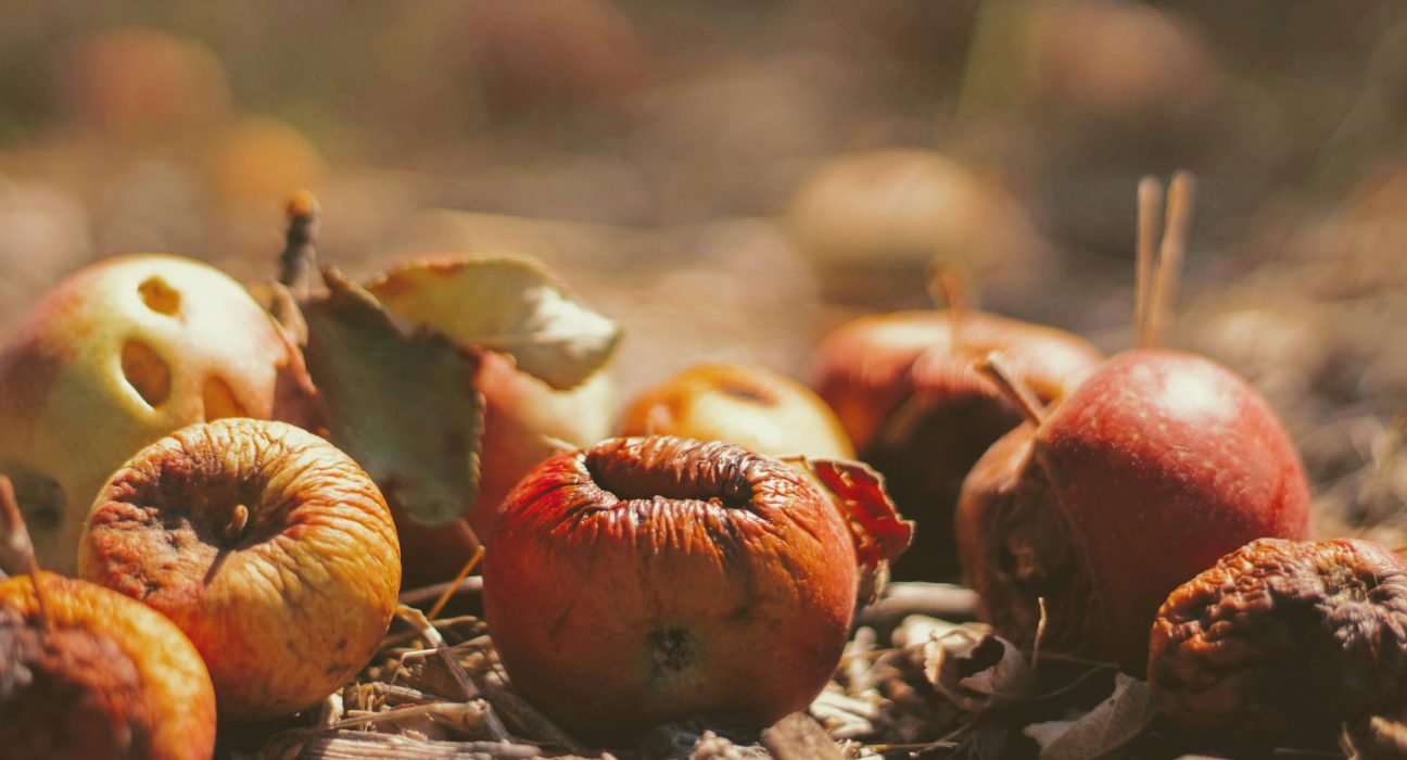 Iniciativa combate desperdício de alimentos no Canadá