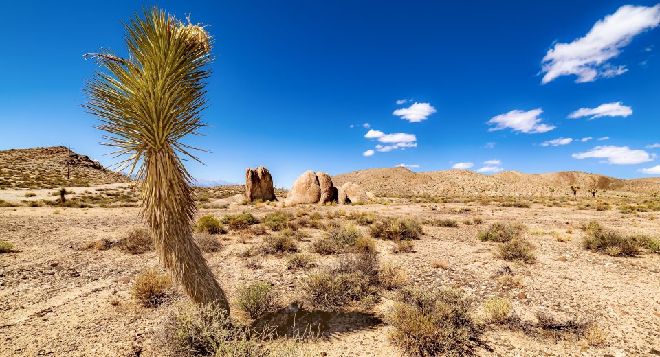 Startup aposta em IA para produzir alimentos no deserto
