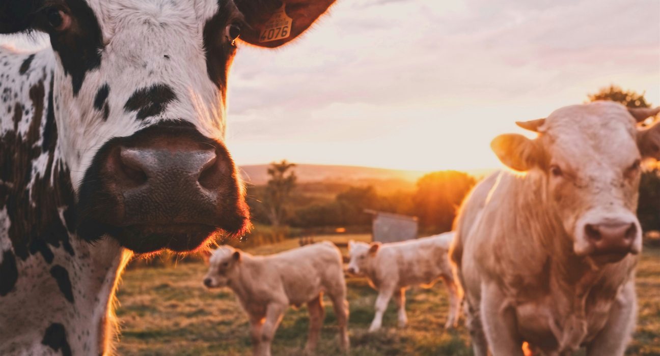 Estudo aponta impactos das proteínas cultivadas na pecuária
