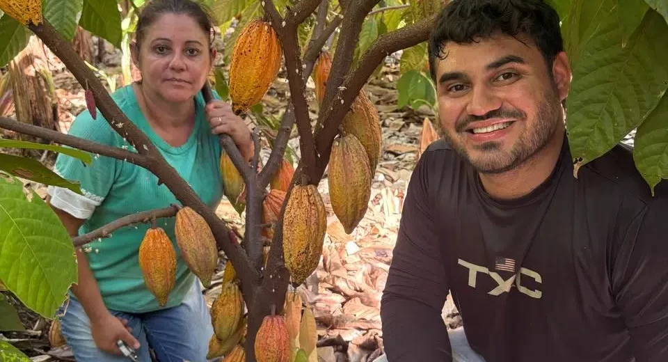 Cultivo de cacau avança em São Paulo e atrai produtores
