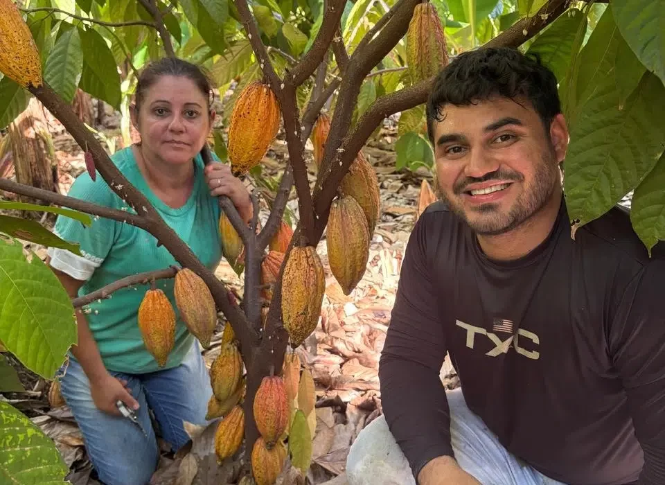 Cultivo de cacau avança em São Paulo e atrai produtores