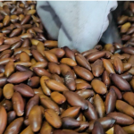 Arroz e feijão perdem espaço para alimentos práticos