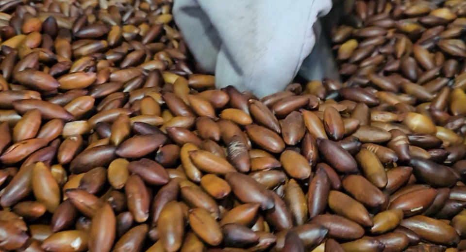 Baru impulsiona bioeconomia e ganha espaço na indústria