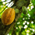 Espumante de maracujá-da-caatinga é aposta da Embrapa
