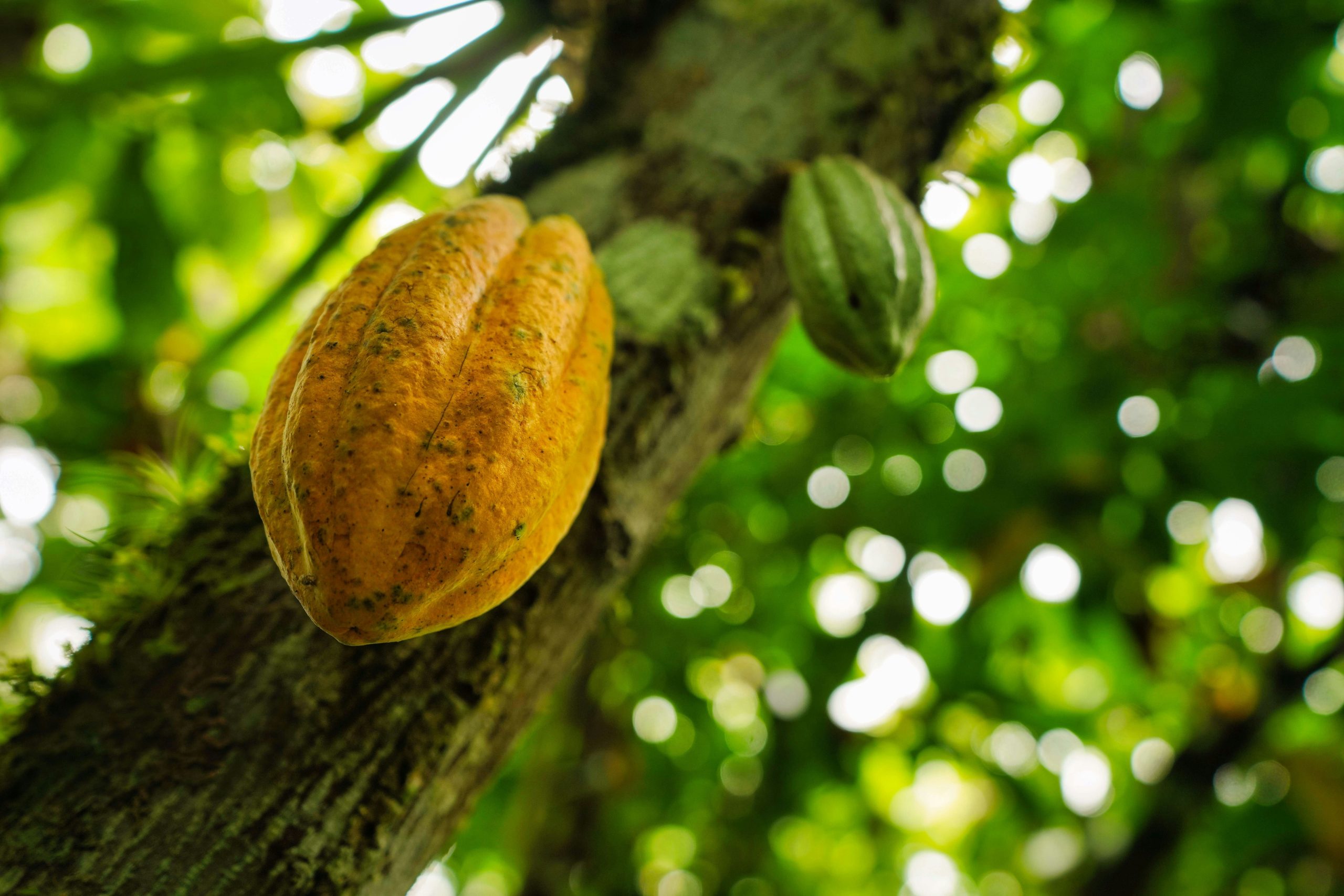 Hartree negocia aquisição da francesa Touton, gigante do cacau