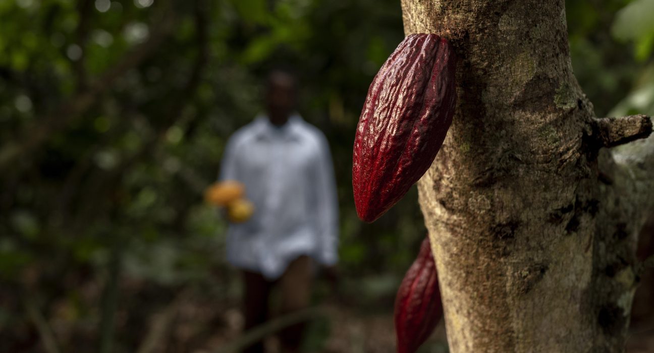 Fabricante do M&M’s investe em cacau geneticamente modificado
