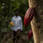 Nestlé lança farelo de aveia com 25g de proteína