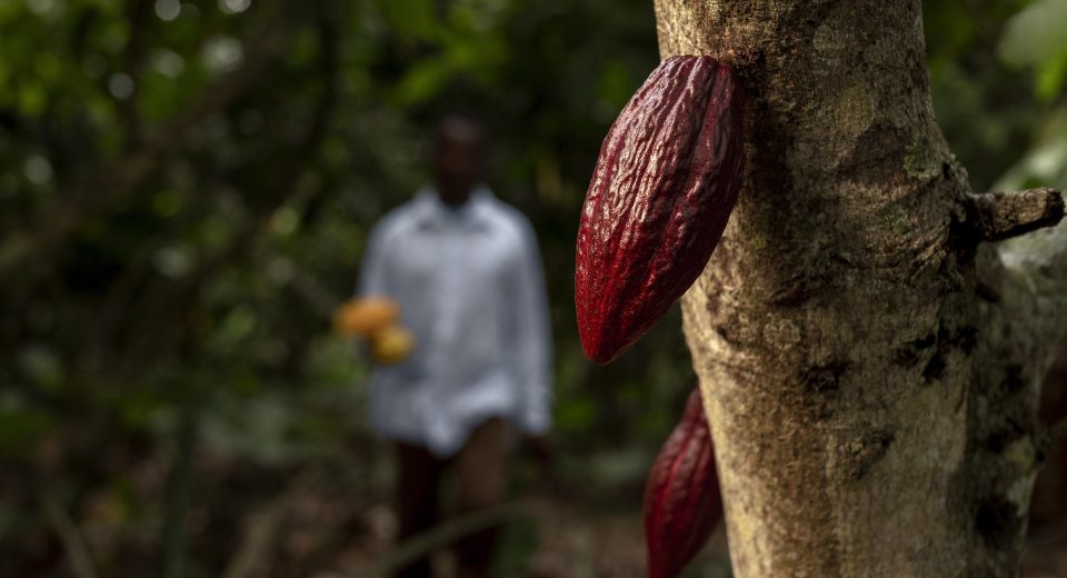 Fabricante do M&M’s investe em cacau geneticamente modificado