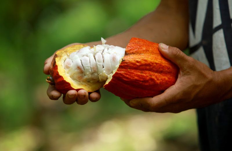 Cargill Cocoa Promise já apoia 12 mil produtores no Brasil
