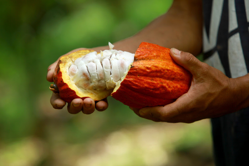 Cargill Cocoa Promise já apoia 12 mil produtores no Brasil