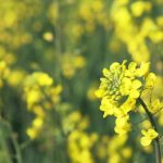 Coprodutos de frutas e vegetais ganham espaço em lácteos